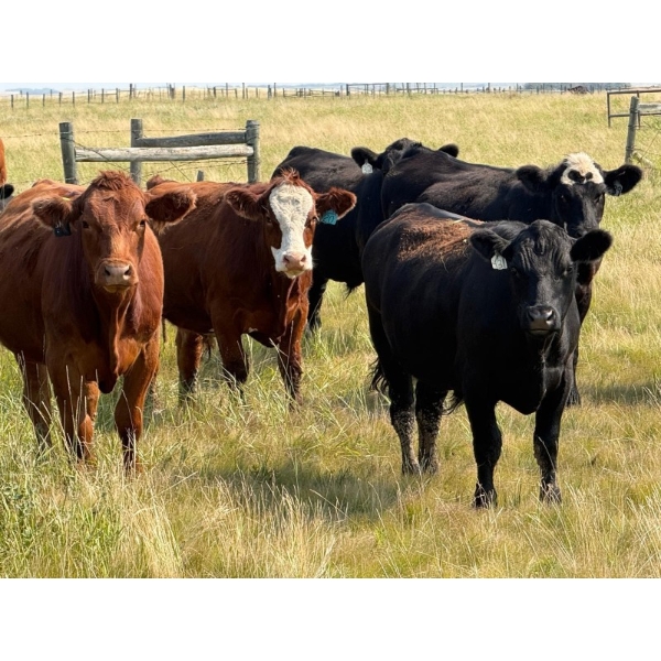 Riverbend Ranch - 1050# October Delivery Grass Steers - 245 Head (Spondin, AB)