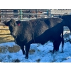 Image 2 : Resch Ranch - 5 Fourth Calvers (Pen 513)
