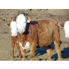 Image 7 : PSV Farms Ltd. - 840# May Delivery Heifers - 60 Head (Enchant, AB)