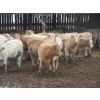 Image 21 : Vossepoel Cattle Co. - 630# December Delivery Weaned Heifers - 250 Head (Tilley, AB)