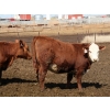 Image 4 : McIntyre Ranch - 750# May Delivery Heifers - 125 Head (Raymond, AB)
