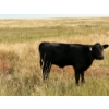 Image 5 : Circus Coulee Cattle (Robert & Jordy Hoff) - 510# November Heifer Calves - 95 Head (Dorothy, AB)