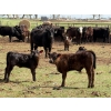 Image 10 : Kyle Torkelson - 10 Black 1st Calf Pairs (Millicent, AB)