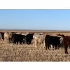 Image 16 : Copperfield Farming - 710# February Delivery Steers - 90 Head (Vauxhall, AB)