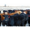 Image 2 : North Butte Land & Cattle - 675# April Delivery Heifers - 93 Head (Millicent, AB)