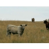 Image 4 : Francis Dyck - 600# November Delivery Weaned Steers - 105 Head (Swift Current, SK)
