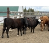 Image 2 : Cornerglen Ranching - 720# May Delivery Heifers - 50 Head (Ponoka, AB)