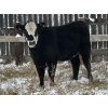 Image 9 : Lemmer Farms - 20 BBF Bred Heifers (Rocky View, AB)