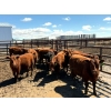 Image 7 : Breault Ranching Ltd. - 585# May Delivery Steers - 48 Head (Ste. Rose, MB) VBP+