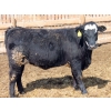 Image 4 : A&S Farms - 30 BBF Replacement Heifers (Coaldale, AB)