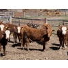 Image 5 : Alta Bar Ranch - 600# May Delivery Heifers - 50 Head (Rimbey, AB)