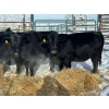 27  Joe Guze  6 Heifers (Pen 148)