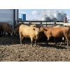 Image 7 : Williamson Farms - 922# April Delivery Heifers - 250 Head (Bow City, AB)