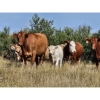 Image 3 : Logan Brothers (Rod, Barry & Bruce) - 615# October Delivery Heifer Calves - 80 Head (Oyen, AB)