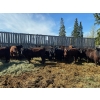 Image 4 : Cattle View Ranch - 1000# September Delivery Grass Heifers - 180 Head (Winfield, AB)