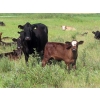 Image 4 : Johnson Livestock - 34 Exotic X Cow/Calf Pairs (Peebles, SK)