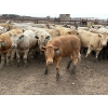 Image 10 : Douglass Agro - 940# June Delivery Heifers - 170 Head (Gem, AB)