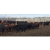 Image 3 : South Island Farms - 880# March Delivery Steers - 134 Head (Bow Island, AB)