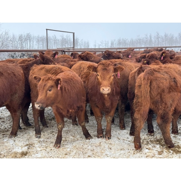 Fox Cattle Co. - 50 Red Angus/Simm X A.I. December Delivery Bred Heifers (Foam Lake, SK)