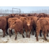 Image 1 : Fox Cattle Co. - 50 Red Angus/Simm X A.I. December Delivery Bred Heifers (Foam Lake, SK)
