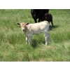 Image 7 : Circus Coulee Cattle - 530# November Delivery Heifer Calves - 100 Head (Dorothy, AB)