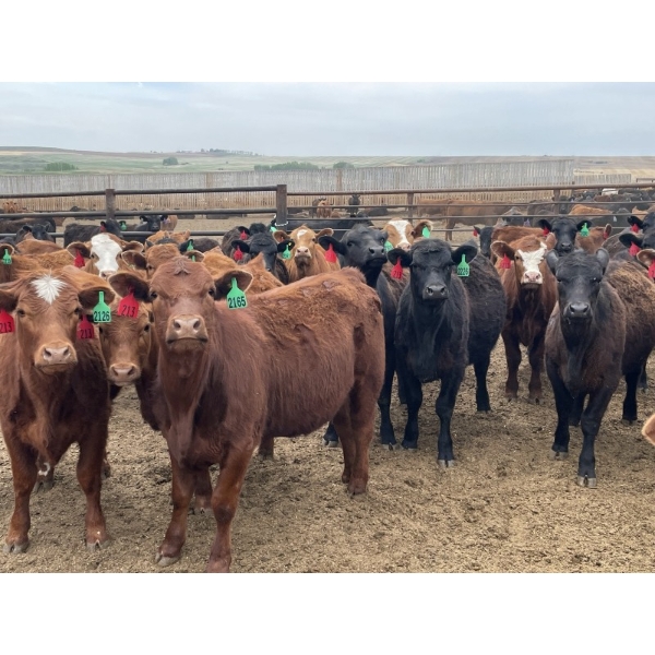 Lazy B Farm & Ranch - 975# Aug/Sept Delivery Heifers - 100 Head (Linden, AB)