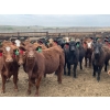 Image 1 : Lazy B Farm & Ranch - 975# Aug/Sept Delivery Heifers - 100 Head (Linden, AB)