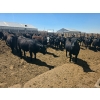 Image 5 : M.S. MacLean Livestock - 1000# May Delivery Steers - 78 Head (Coaldale, AB)