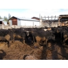 Image 9 : Fridlington Family Farms - 735# March Delivery Heifers - 80 Head (Kersley, BC)