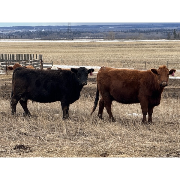 Cameron Smith - 40 Summer Calving Bred Cows (Blackfalds, AB)