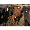 Image 3 : CV Bar Farms Ltd. - 950# April/May Delivery Steers - 180 Head (Scandia, AB)