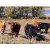 Image 4 : Forbes Bros. Ranching - 975# October Delivery Grass Heifers - 120 Head (Senlac, SK)