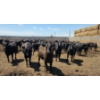 Image 4 : Cattlewood Farms Ltd. - 825# June/July Delivery Heifers - 120 Head (Fincastle, AB)