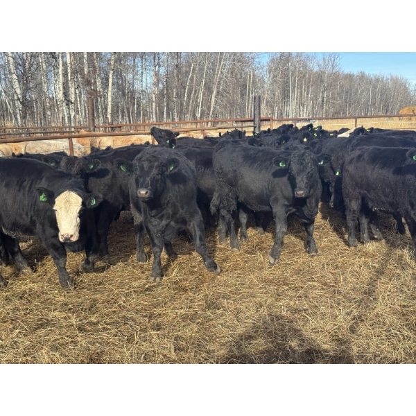 Midpoint Farms - 23 Black Angus X February/March Calving Bred Heifers (Drayton Valley, AB)