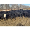 Image 2 : Midpoint Farms - 23 Black Angus X February/March Calving Bred Heifers (Drayton Valley, AB)