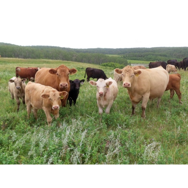 Byron & Jenna Johnson - 590# October Delivery Heifer Calves - 55 Head (Strasbourg, SK) VBP+