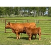 Image 3 : 130 Mile Ranch - 600# October Delivery Steer Calves - 90 Head (Lac La Hache, BC)