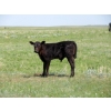 Image 8 : Circus Coulee Cattle - 550# November Delivery Steer Calves - 100 Head (Dorothy, AB)