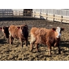 Image 5 : X Bar X Cattle Co. Ltd. - 842# Feb/March Delivery Steers - 143 Head (Lomond, AB)