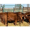 Image 3 : Duane & Austin Ashbacher - 6 Bred Heifers (Pen 152)