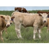 Image 4 : Border View Ranch - 620# October Delivery Steer Calves - 86 Head (Coronach, SK)