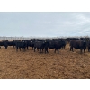 Image 6 : Terry Hines Livestock - 23 December Delivery Black Angus/Simmental X Bred Heifers (Marwayne, AB)