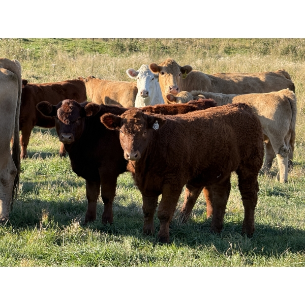 Glover Cattle Corp. - 700# November Delivery Steer Calves - 90 Head (Pine Lake, AB) VBP+