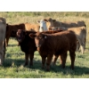 Image 1 : Glover Cattle Corp. - 700# November Delivery Steer Calves - 90 Head (Pine Lake, AB) VBP+