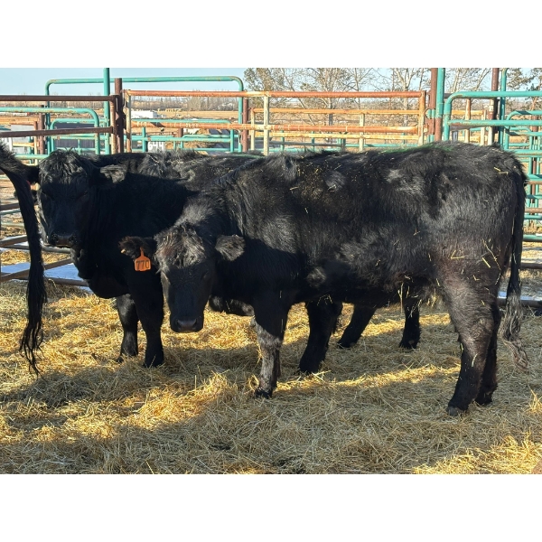 A & J Farming - 6 Bred Heifers (Pen 142)