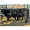 Image 1 : A & J Farming - 6 Bred Heifers (Pen 142)