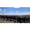 Image 4 : Cattlewood Farms Ltd. - 675# May Delivery Heifers - 170 Head (Swalwell, AB)