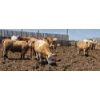 Image 4 : Cattlewood Farms Ltd. - 945# June/July Delivery Heifers - 35 Head (Fincastle, AB)