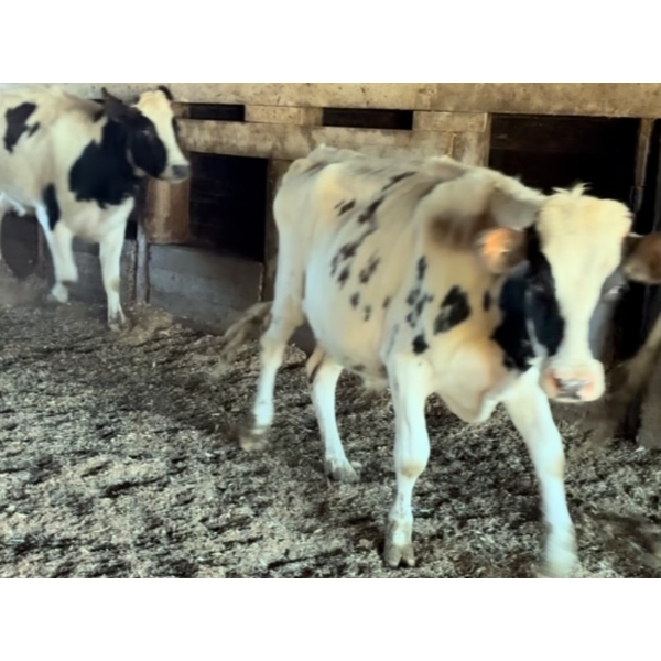 Ralph Anderlini - 850# Ayrshire/Holstein X Steers - 11 Head (Langley, BC)