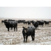 Image 3 : Coal Creek Ranching - 575# December Steer Calves - 85 Head (Brooks, AB)